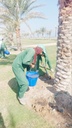 Fish fertilizer serves