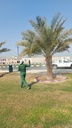 Palm germination (pollination). 