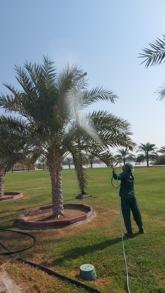 Palm germination (pollination). 