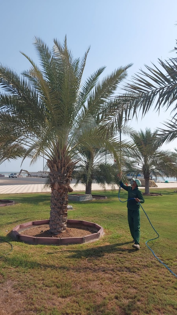 Palm germination (pollination). 