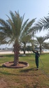 Palm germination (pollination). 