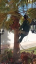 Beautification of the large royal palm  