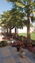 Beautification of the large royal palm  