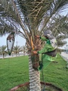Al-Jaddad (cut Al-Adwaj)  