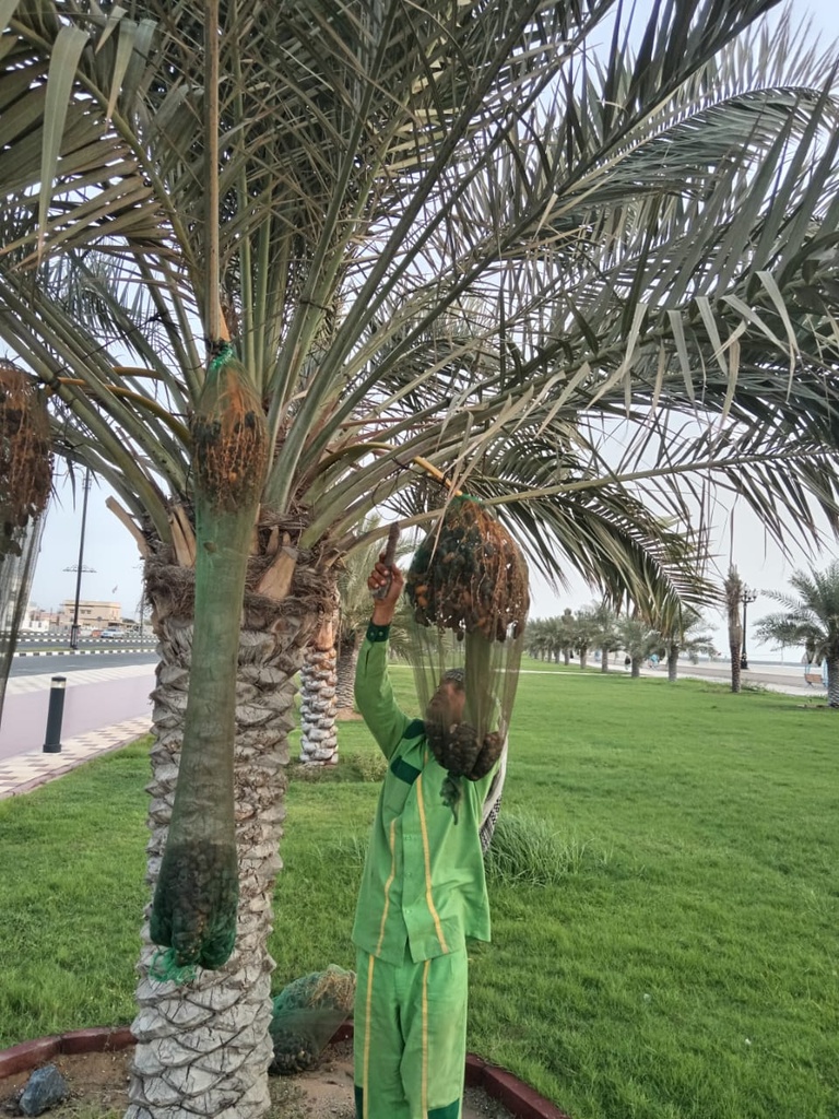 Al-Jaddad (cut Al-Adwaj)  