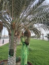 Al-Jaddad (cut Al-Adwaj)  