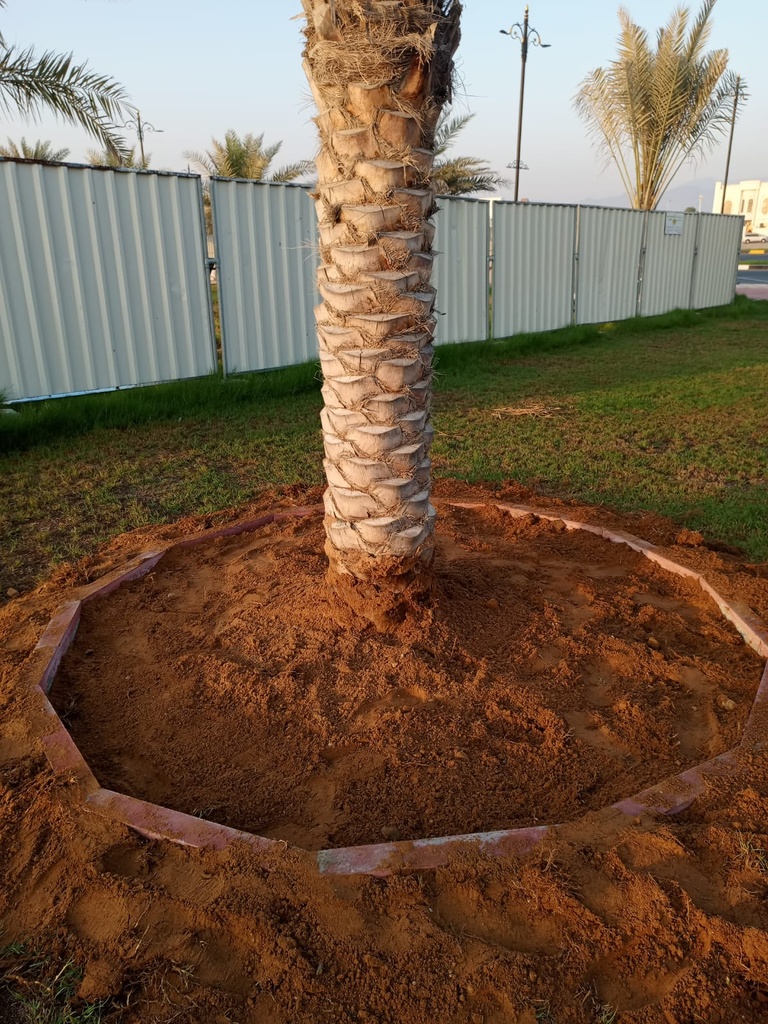 Expanding and cleaning the palm basiin  
