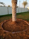 Expanding and cleaning the palm basiin  