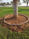 Expanding and cleaning the palm basiin  