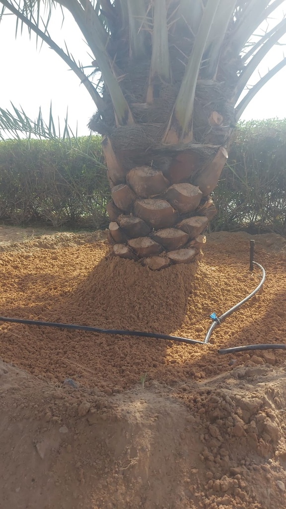 Expanding and cleaning the palm basiin  
