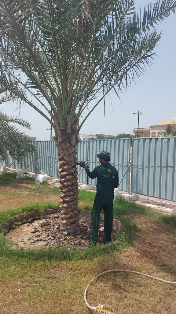 Palm beautification      