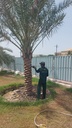 Palm beautification      