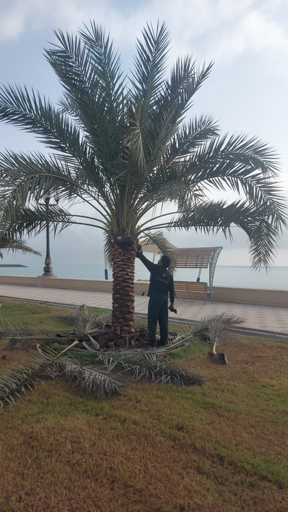 Palm beautification      