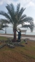 Palm beautification      