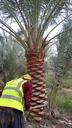 Palm beautification      