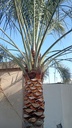 Palm beautification      
