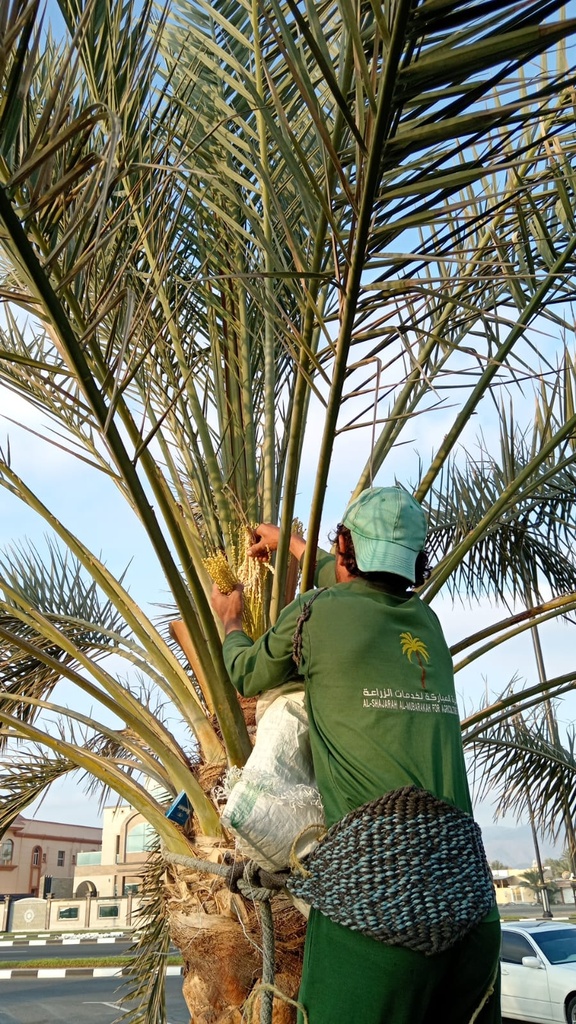 Palm germination (pollination).     
