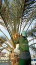 Palm germination (pollination).     