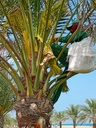 Palm germination (pollination).     