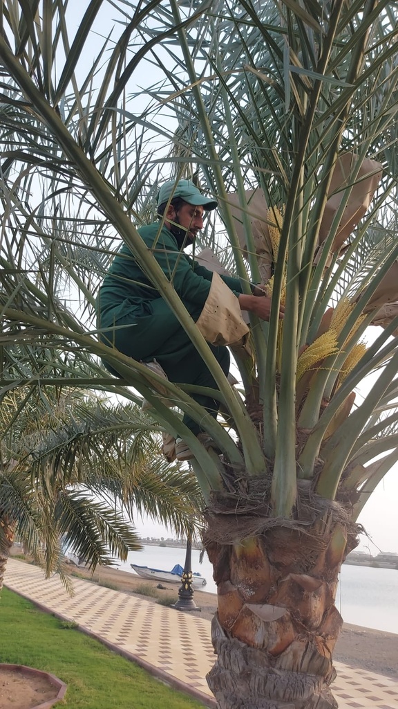 Palm germination (pollination).     