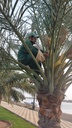 Palm germination (pollination).     