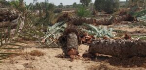 Cutting of large palm trees   