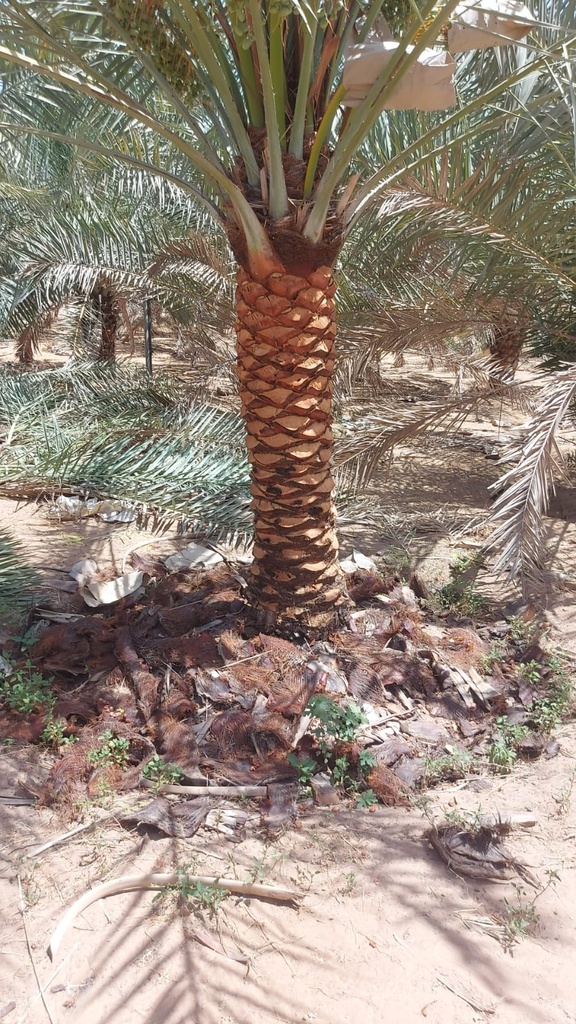 Palm Beautification
