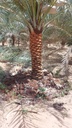 Palm Beautification