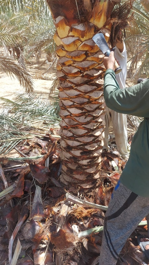 Palm Beautification