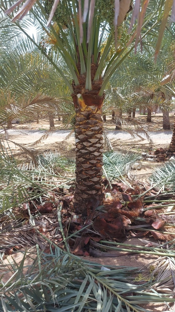 Palm Beautification