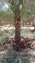 Palm Beautification