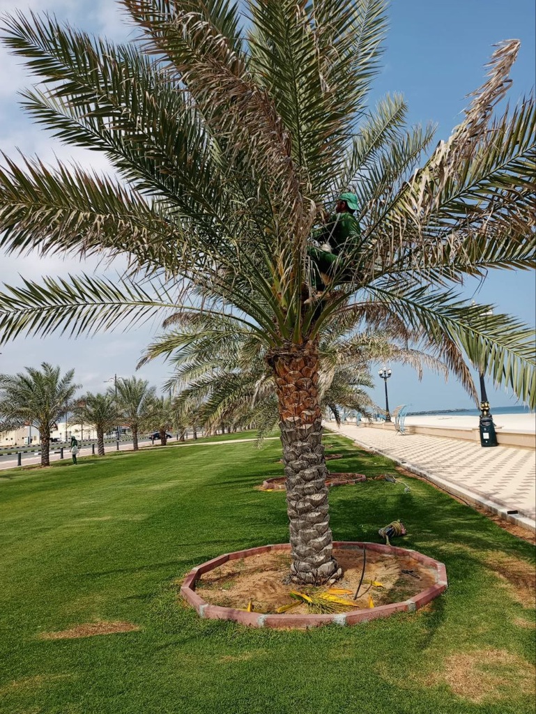 The comprehensive annual package for the Palm 