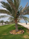 The comprehensive annual package for the Palm 