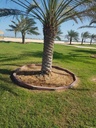 The comprehensive annual package for the Palm 