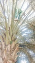 Integrated cosmetic package for the Palm
