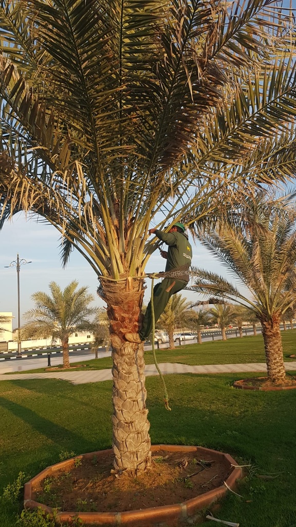 Integrated cosmetic package for the Palm