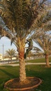 Integrated cosmetic package for the Palm