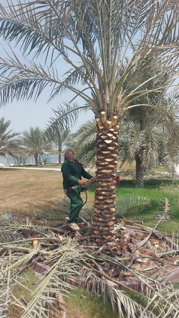Integrated cosmetic package for the Palm