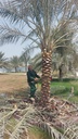 Integrated cosmetic package for the Palm