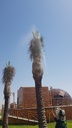 Palm health and pest control package