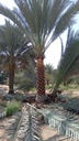 Palm Beautification