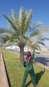 Palm health and pest control package