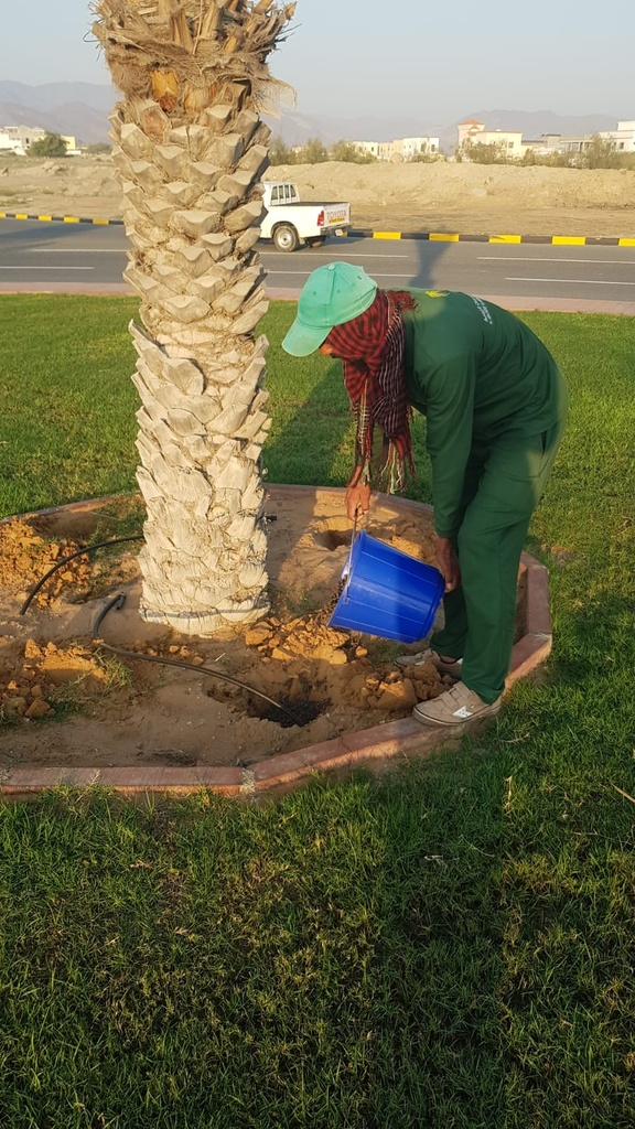 Gardening and palm tree maintenance package throughout the year