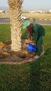 Gardening and palm tree maintenance package throughout the year
