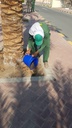 Gardening and palm tree maintenance package throughout the year