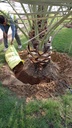 Gardening and palm tree maintenance package throughout the year