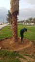 Gardening and palm tree maintenance package throughout the year