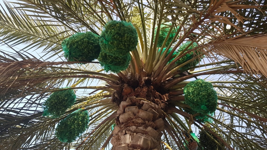 Gardening and palm tree maintenance package throughout the year