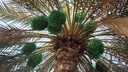 Gardening and palm tree maintenance package throughout the year