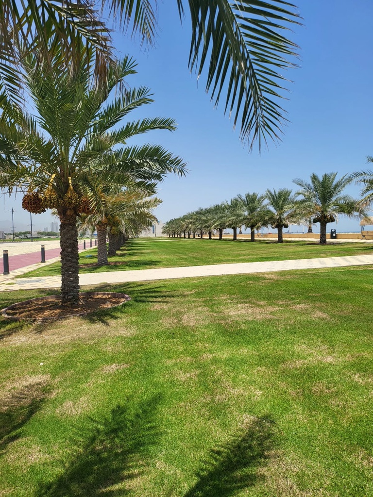 Gardening and palm tree maintenance package throughout the year